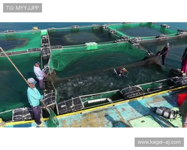 博鱼APP界面操作指南让新手玩家快速上手游戏操作流程